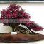red flower Loropetalum chinense for ornamental outdoor landscaping beautiful bonsai plants