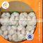 Chinese Fresh Normal Garlic 5.0 Cm 5.5cm
