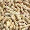 Monkey nuts/peanut in shell manufacturer from Shandong