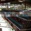 automatic chicke cage layer for poultry equipment in chiken farm