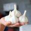 In 2021 China shandong fresh garlic 5 cm