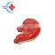 HC-S250 Medical teaching model science human magnified organ  PVC stomach anatomical model stomach model