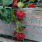 Anti Bird Catcher Netting Pond Net Fishing Net Traps Crops Fruit Tree Vegetables Flower Garden Mesh Protect Pest Control