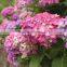 Top grade latest rose hydrangea flower for ornament