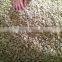 High quality Vietnam cashew kernels grade WW320, WW450, WS