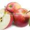 Chinese new crop Fresh gala apple with good price