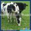 cattle horse fence manufacture of galvanized horse fence