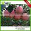 golden top red delicious apples