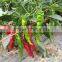 Hybrid Green pepper red pepper seeds for growing-Zhou Pi