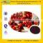 Natural Cranberry Extract with Anthocyanidins from GMP Factory