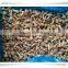 famous brand in china /popular food/ china frozen food mushroom