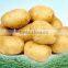Holland Potato pack in mesh bag or carton
