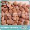 Premium raw bitter apricot kernels similar to Califonia almonds bulk from China