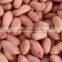 groundnut kernels/peanuts kernels