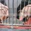 Elevated Pig Stall Pig Farming Equipment