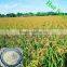 Mono Zinc Sulphate Monohydrate Granular Fertilizer