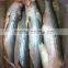 Frozen Grey Mullet Fish