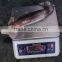 Frozen Illex Argentinus Squid