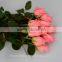 Salable beautiful fast delivery fresh Pink Rose Diana flowers from KUNMING