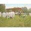 hot selling inflatable bumper ball / body zorb ball