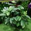 Artificial Fiddle Leaf Fig Tree Potted Bonsai Ficus Lyrata Green Plant Indoor Decoration