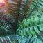Aritificial Leaves Home Decoration Artificical Grass Blade Artificial Flowers Bouquets