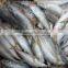 Sizes 90 pcs / 10 kg ctn slender mackerel frozen Decapterus spp