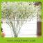 The most beautiful long stem gypsophila plants for home decoration