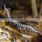 High quality home decorative metal figurine