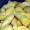 China Frozen IQF ginger peeled with best price