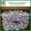 2016 Fresh and Dry Garlic - Chinese Garlic Exporters