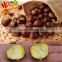 Fresh Chinese bulk Chestnut, raw fresh chestnuts for sale