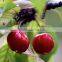 Biyd Cherry Powder