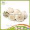 Bulk in Different Packing Fresh Garlic garlic white garlic