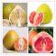 China Citrus Maxima Pomelo Fruit Farm Loading Low Price