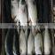 Frozen Pacific Mackerel New Fish Pacific Mackerel Good Quality