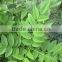 Glycyrrhiza Glabra