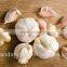 The Best Vegetable Product from China Fresh Garlic