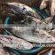 Frozen seafood skipjack tuna fish sale with size 300 - 750g +