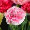 Color smilling face colorful single carnation