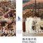 High Efficiency OSB Production Line /OSB Lion / Osb Machine