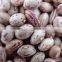 We are supply light speckelkidney beans with best price for sale