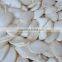 New Crop chinese snow white pumpkin seed big size whole sale europe quality