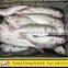 500-800g Red Tail Horse Mackerel