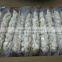 China Fresh Peeled Garlic Cloves Price