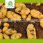 organic export potato with high quality