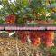red seedless grape vine trees seedling