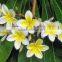 White Flower Plumeria Rubra L. cv. Acutifolia