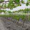 Farm Irrigation System Driptape t Tape