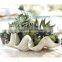Custom artificial designed resin giant clam shell tray
